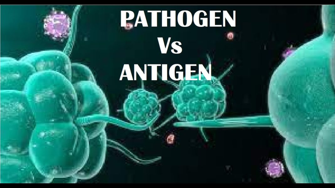 Antigen VS Pathogen